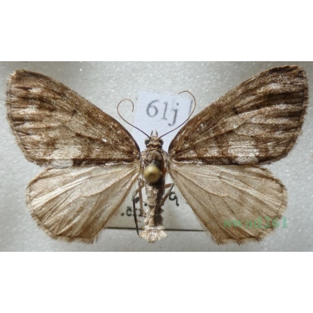 Hydriomena impluviata (Denis & Schiffermüller, 1775) Paśnik olszyniak Czech61j